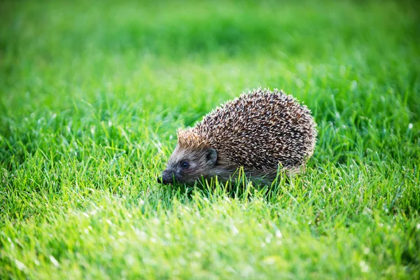 Hedgehog op groene gazon — Stockfoto