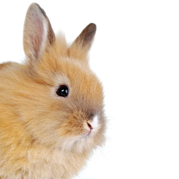 Brown fluffy rabbit — Stock Photo, Image