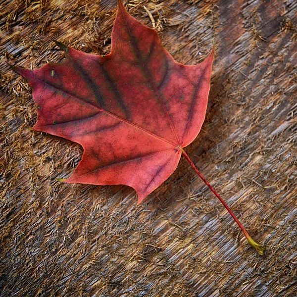 Foglia d'acero — Foto Stock