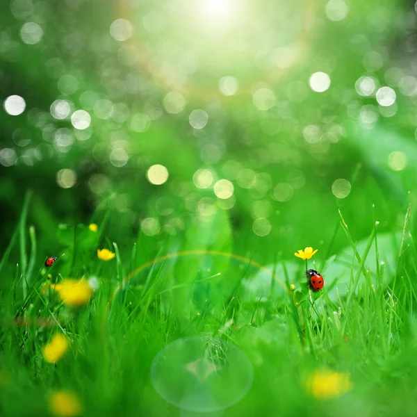 Yellow flowers — Stock Photo, Image