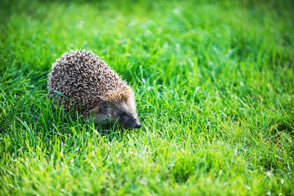 Igel auf grünem Rasen — Stockfoto