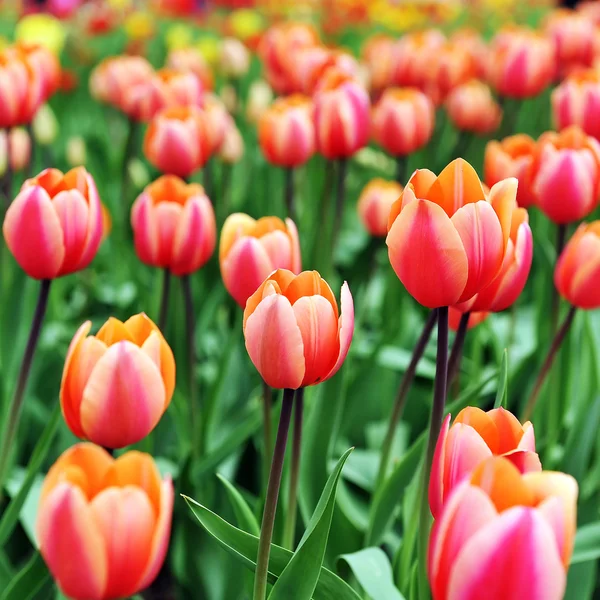 Red tulips — Stock Photo, Image