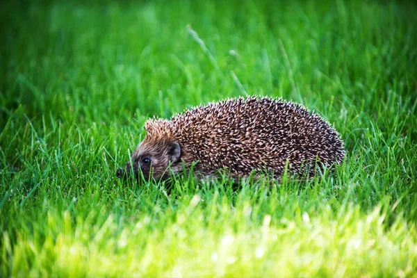 Hedgehog on green lawn — Stock Photo, Image