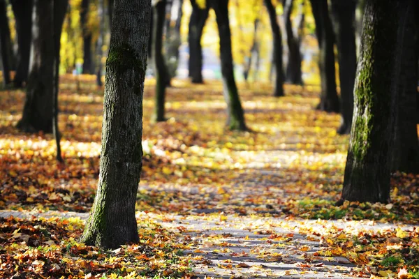 Падение листьев в парке — стоковое фото