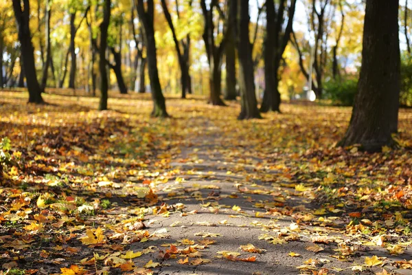 Blad herfst in park — Stockfoto