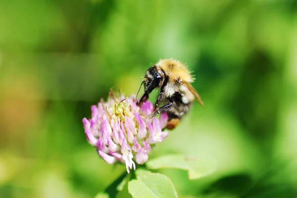 Bi på blomma — Stockfoto