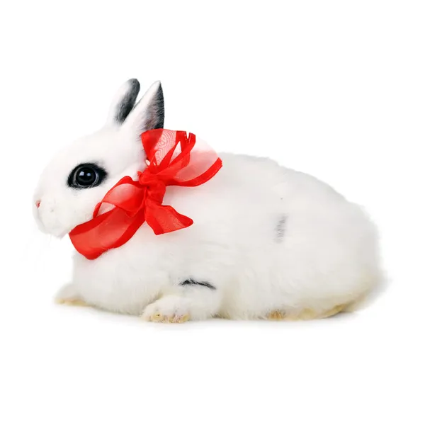 Rabbit with red ribbon — Stock Photo, Image