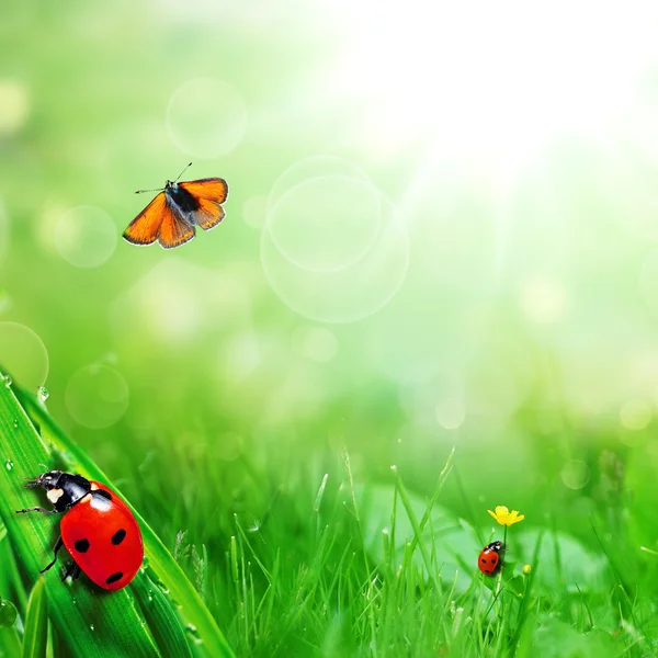 Sunny green field with ladybugs and butterfly — Stock Photo, Image