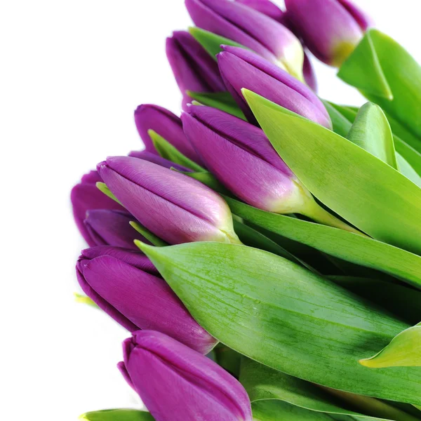 Violet tulpen — Stockfoto