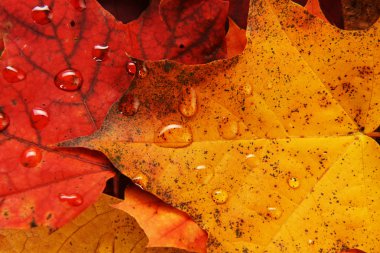 akçaağaç ıslak yapraklar