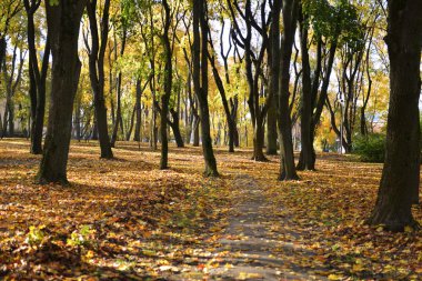 Leaf fall Park