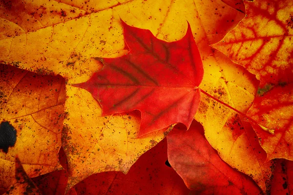 Leaves of maple — Stock Photo, Image