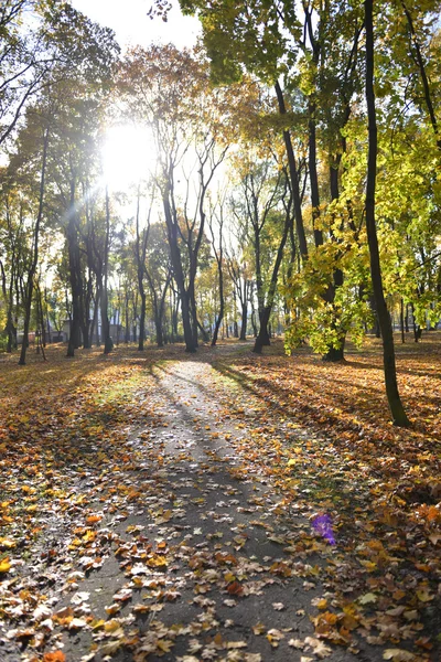 Chute des feuilles dans le parc — Photo