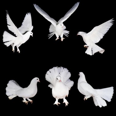 white pigeon and hand