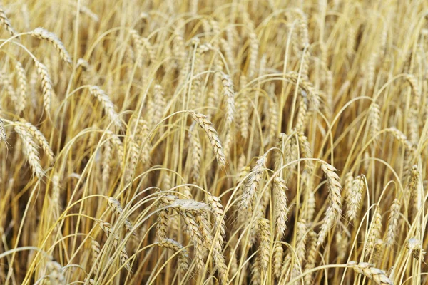 Campo in giorno d'estate — Foto Stock