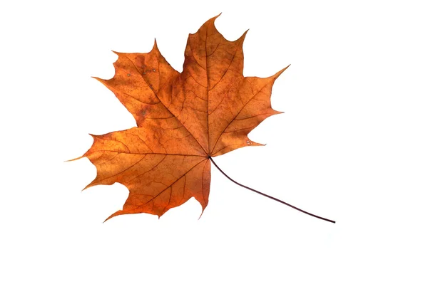 Beautiful autumn colour leaf — Stock Photo, Image