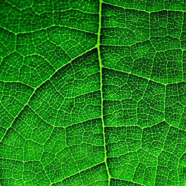 Grünes Blatt — Stockfoto