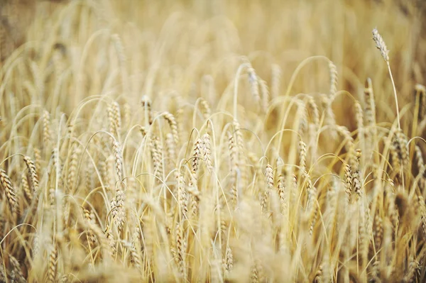 Feld im Sommertag — Stockfoto