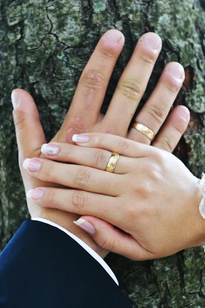 Bride and groom hands — Stock Photo, Image