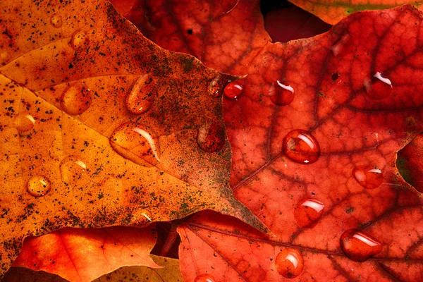 Folhas molhadas de bordo — Fotografia de Stock