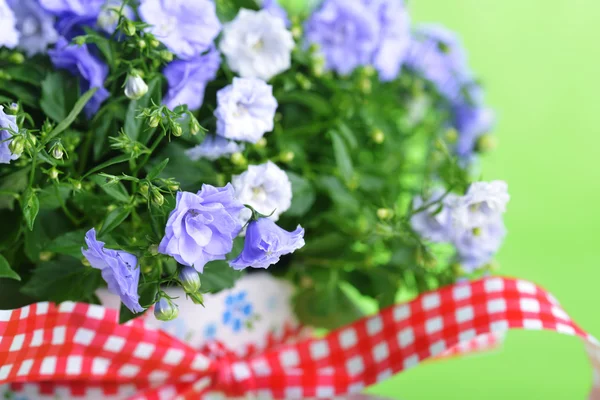 Campanula flores — Fotografia de Stock