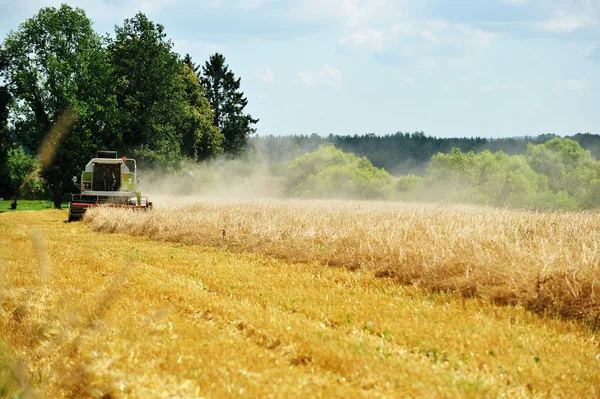 Graanoogst op veld — Stockfoto