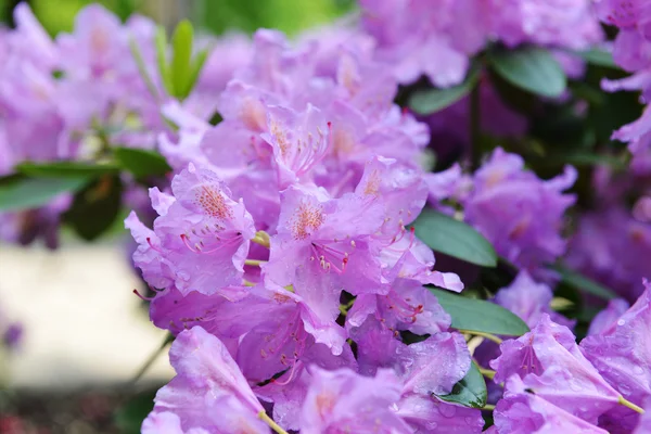 Cama de flores — Foto de Stock