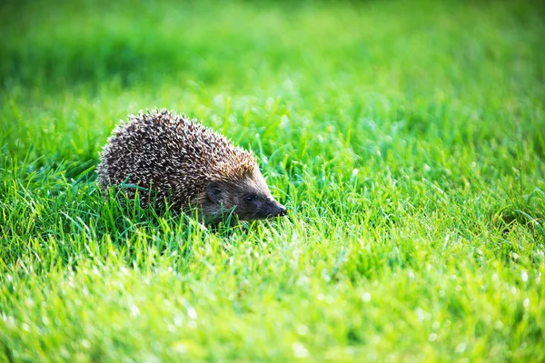 Hedgehog op groene gazon — Stockfoto