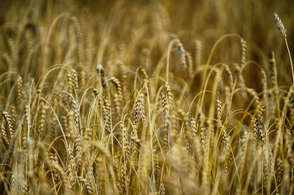 Campo in giorno d'estate — Foto Stock