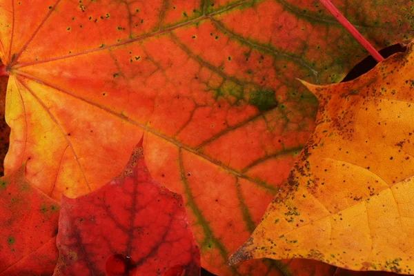 Leaves of maple — Stock Photo, Image