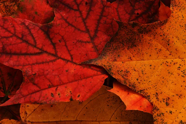 Blätter des Ahorns — Stockfoto