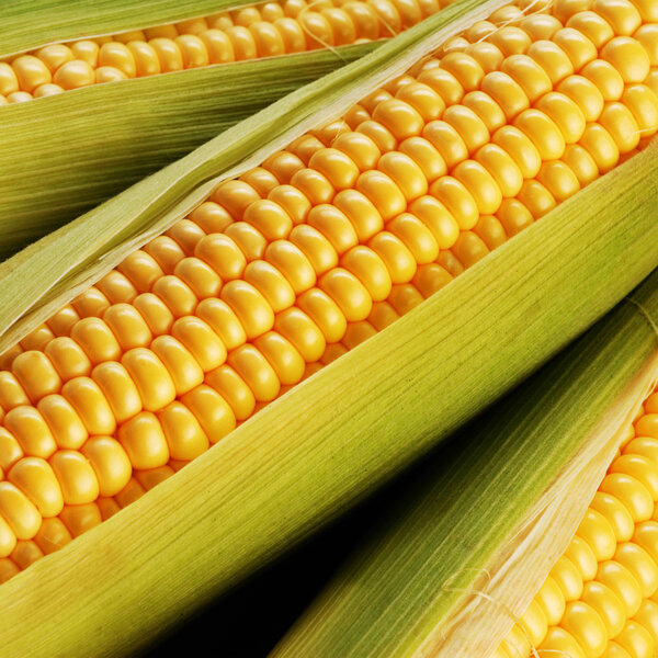 corn cob