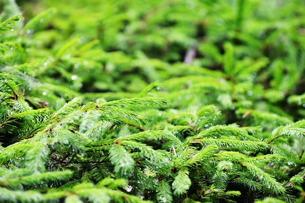 Gröna fir tree — Stockfoto