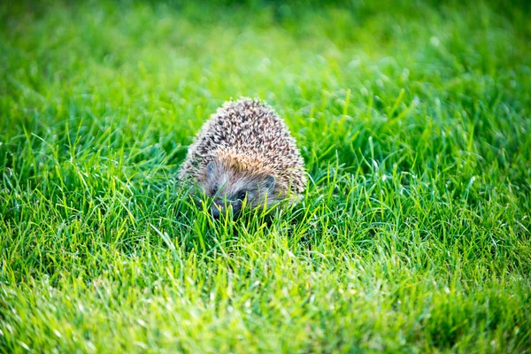 Hedgehog on green lawn — Stock Photo, Image