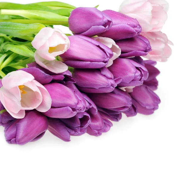 Tulips — Stock Photo, Image