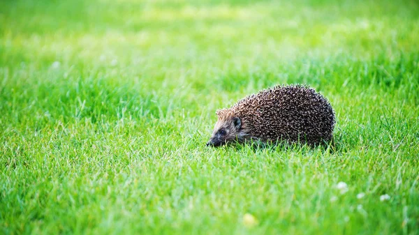 Hedgehog on green lawn — Stock Photo, Image