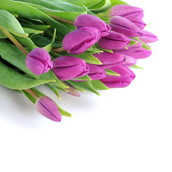 紫郁金香 — 图库照片