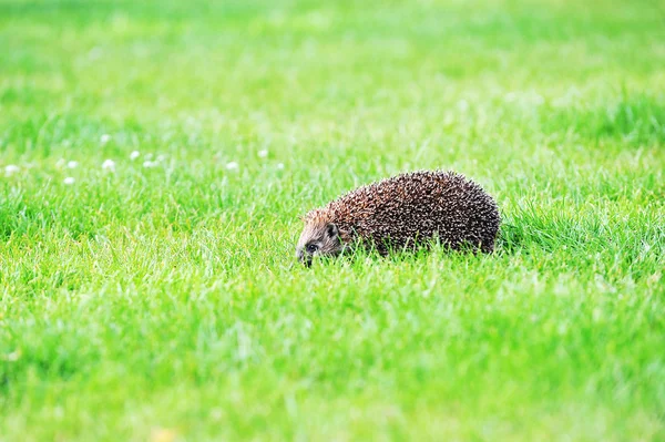 Hedgehog on green lawn — Stock Photo, Image