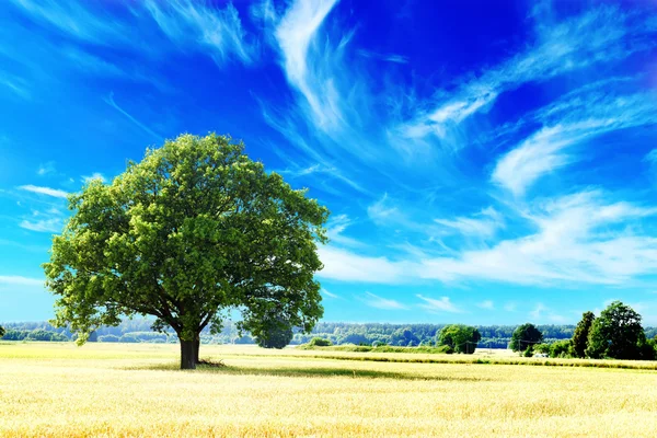 Tree and field — Stock Photo, Image