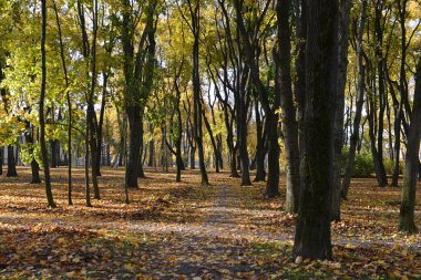 Leaf fall Park