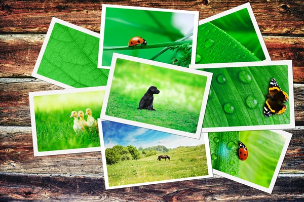 Plie of green nature pictures on wooden table — Stock Photo, Image