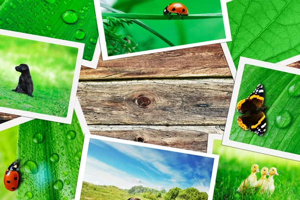Plie of green nature pictures on wooden table — Stock Photo, Image