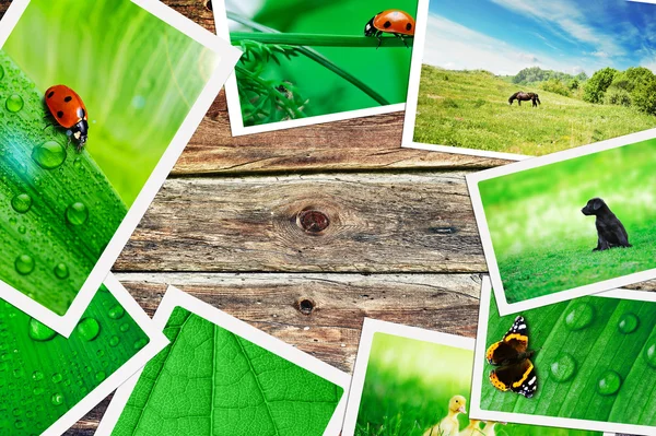 Plie van groene natuur foto's op houten tafel — Stockfoto