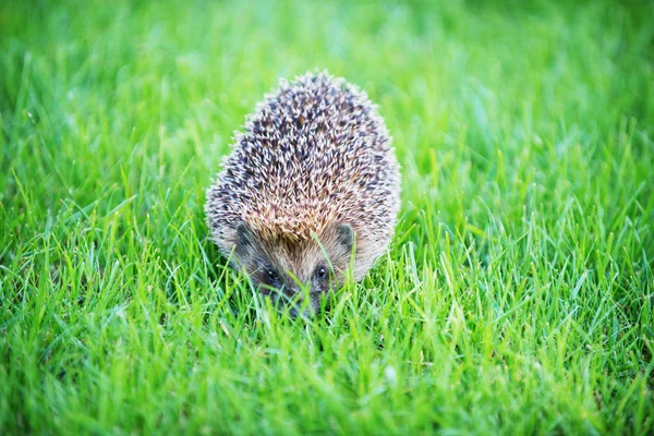 Hedgehog on green lawn — Stock Photo, Image