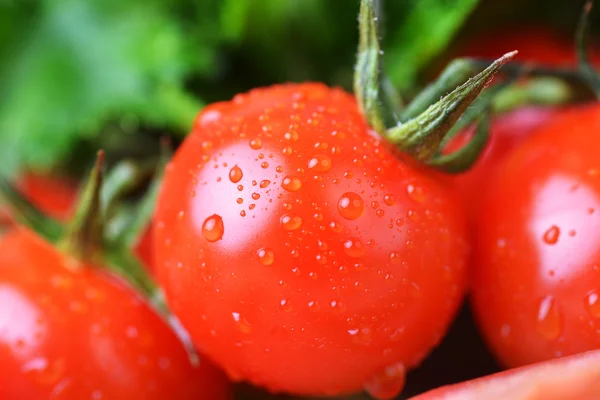 Red tomatoes — Stock Photo, Image