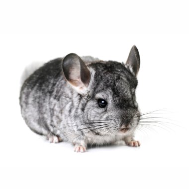 gri güzel chinchilla