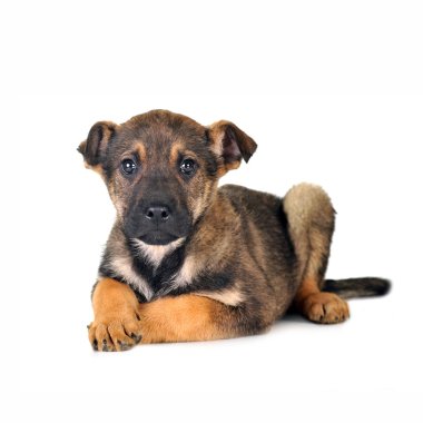 kahverengi köpek