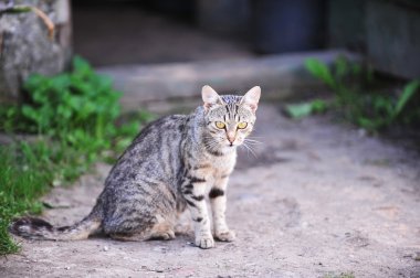 Gri kedi