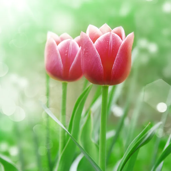 Rote Tulpen — Stockfoto