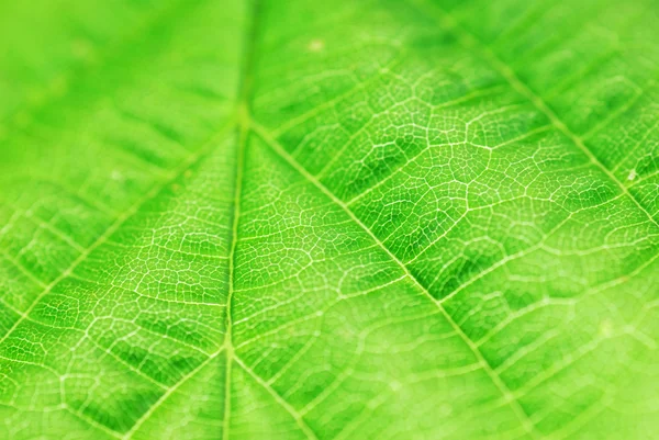 Textured green leaf — Stock Photo, Image